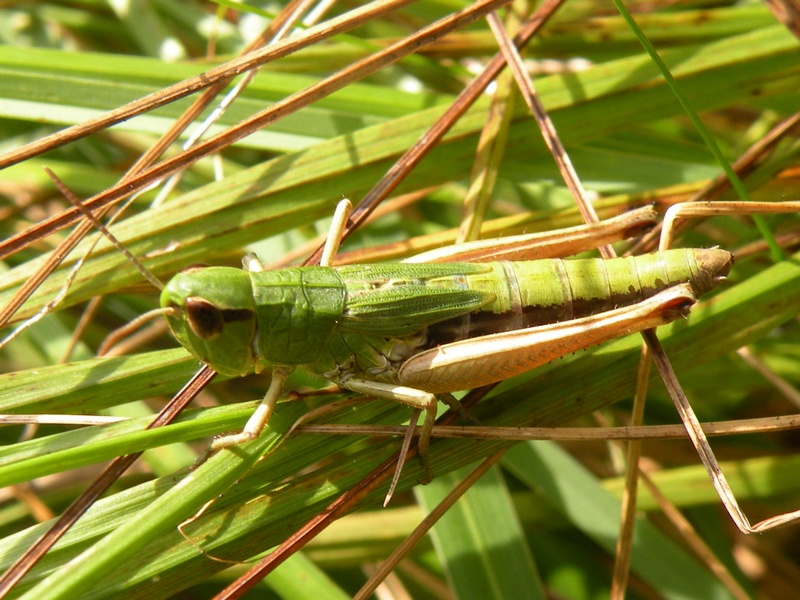 Chorthippus parallelus parallelus  (Zetterstedt, 1821)